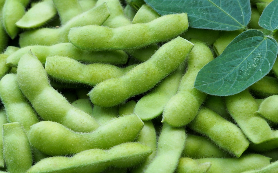 ささやかな手抜き菜園から: 豆の莢の病気や鳩の食害