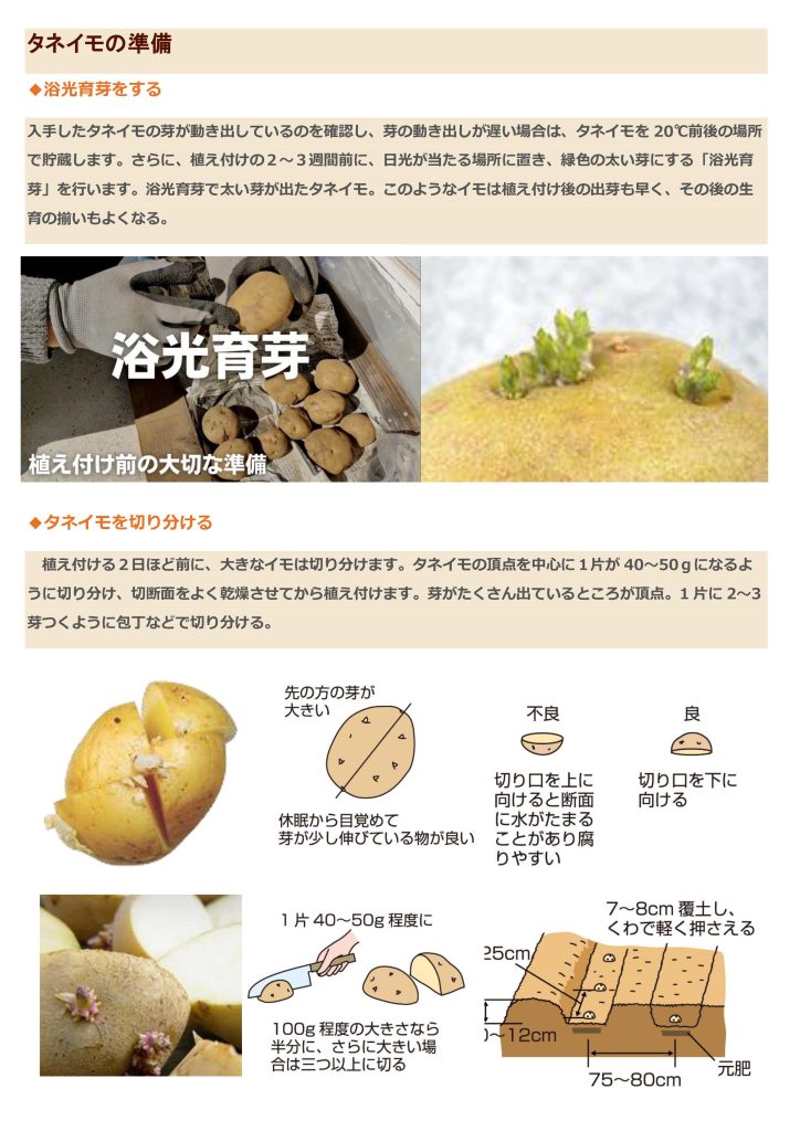 じゃがいもの芽には毒がある？正しい保存方法で予防しよう！食・料理オリーブオイルをひとまわし