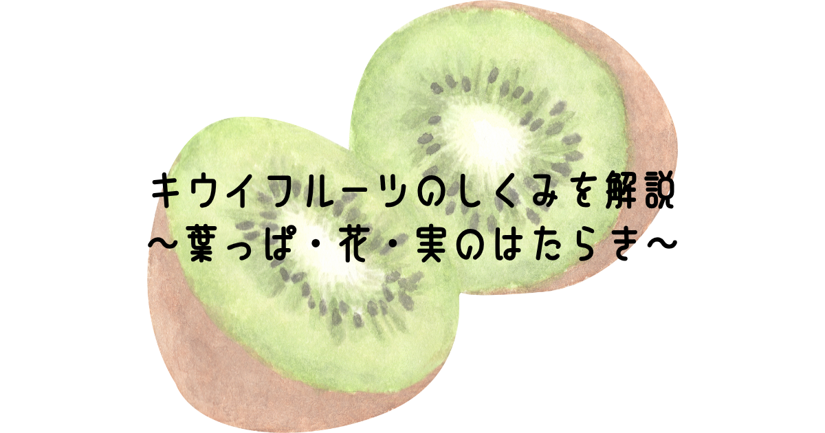 キウイの収穫時期の見極め方は？収穫の早すぎた果実を甘くするには