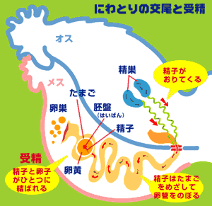 ヨドバシ.com - 卵と鶏 2巻 芳文社電子書籍通販 全品無料配達