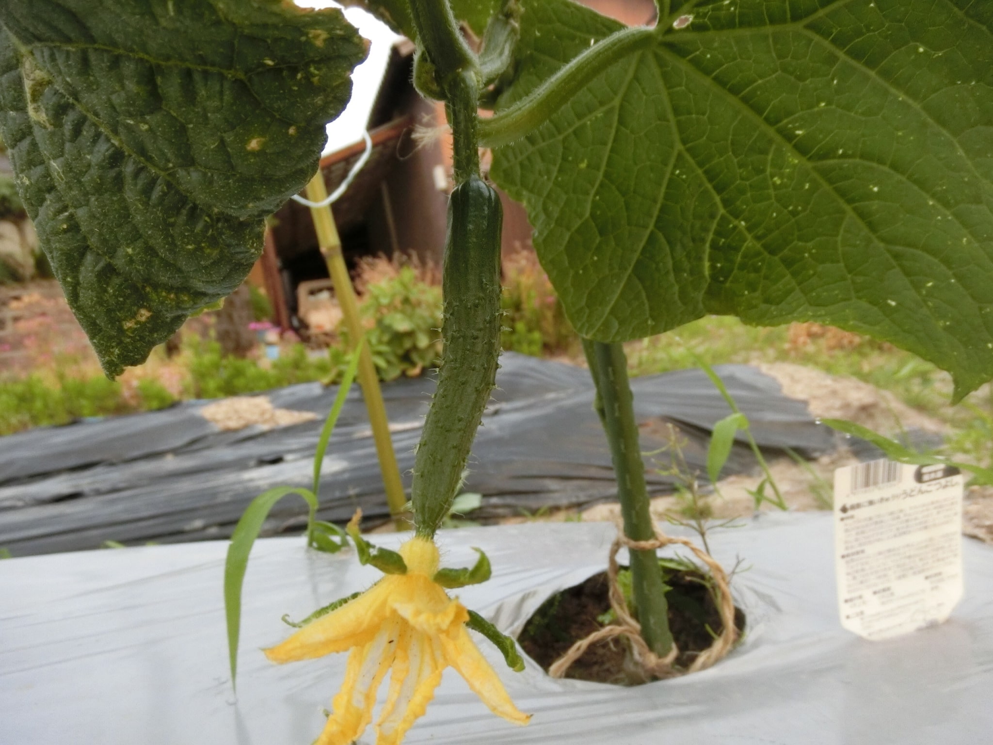 生成AIに夏野菜の芽かきを教えてもらった話岸 晶子