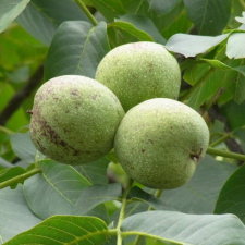 オニグルミ 鬼胡桃 の収穫から食べるまで