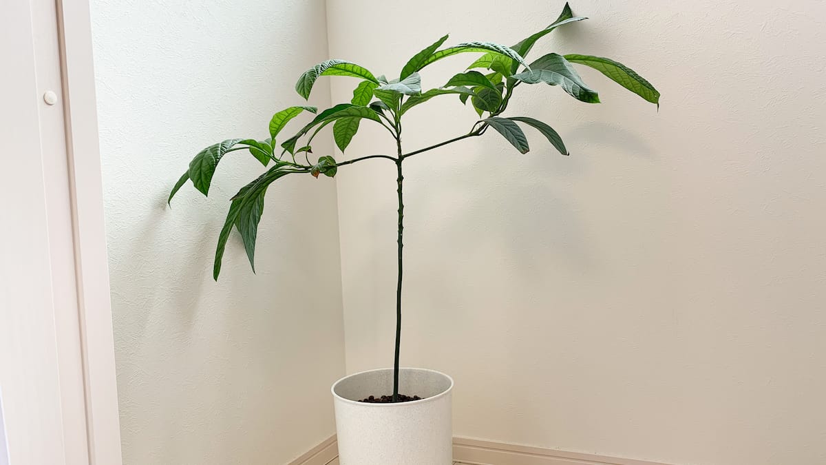 知っ得 ハズレ無し! 傷んでいないアボカドの見分け方Kyoko's Backyard アメリカで田舎暮らし・キッチン編