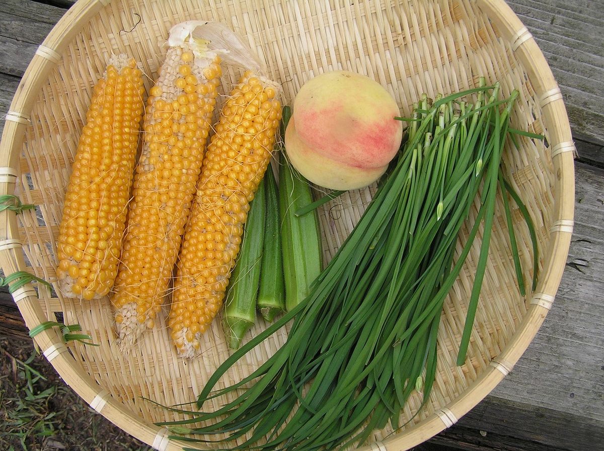 夏野菜と言えばきゅうり、トマト、なす等が思い浮かぶけど 栄養士が勧めたい「夏こそ食べるべき野菜」ヨガジャーナルオンライン