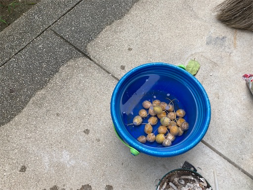 毎年、沢山の銀杏の実をもたらしてくれるイチョウの木ですが、 園芸相談Q＆Aみんなの趣味の園芸