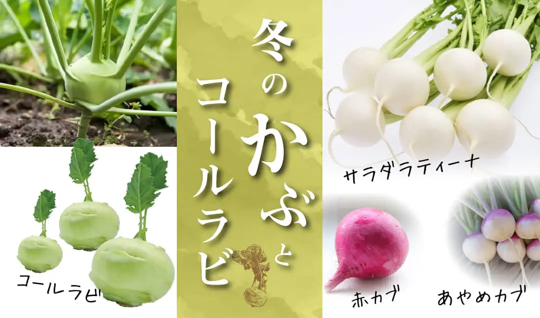 Que veut dire 菜っ葉なっぱnappa? - dictionnaire japonais, dict
