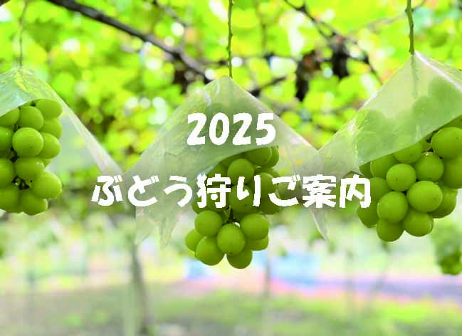 悟紅玉 旧ゴルビー秀 2kg - 久和田農園