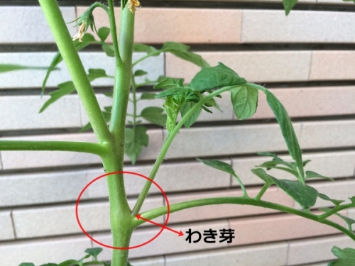 アイコの脇芽はどう処理する？作業の進め方と注意点を教え