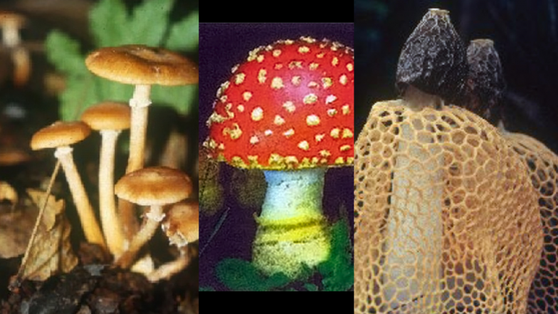 修正 再アップ 毒キノコ「ベニテングタケ」を食べて中毒してみた セルフ人体実験