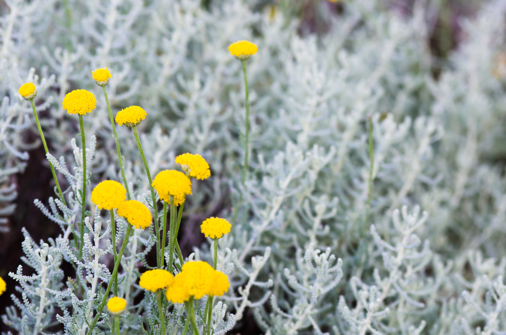 サントリナ コットンラベンダー の育て方花の種類は？HORTI by GreenSnap