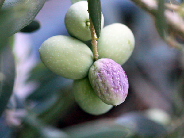 農園だより オリーブ収穫体験&浅漬け作り方講習│日本オリーブ公式通販