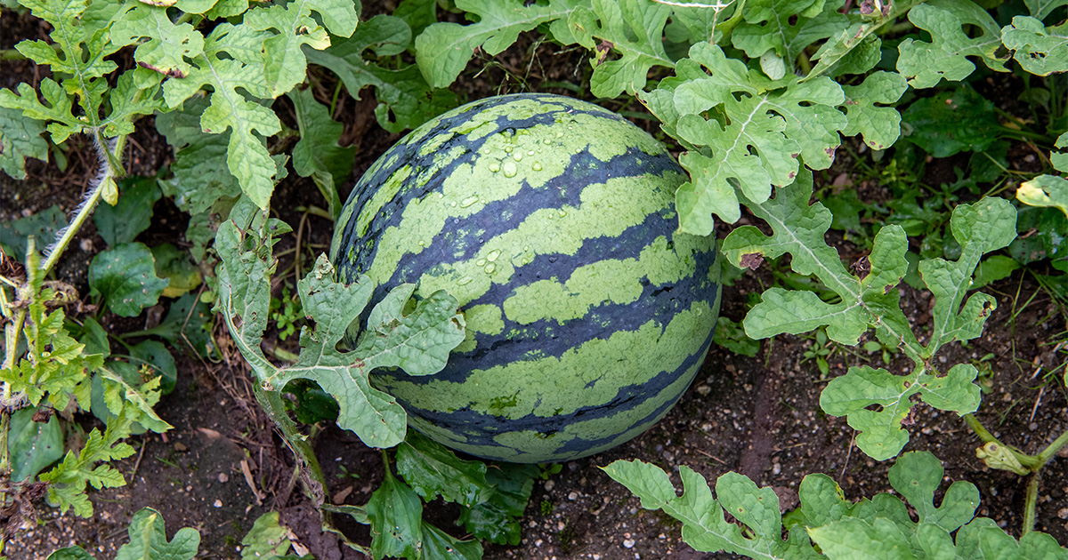 スイカ畑 新鮮なスイカの果実 地上農業 庭 スイカ ファーム 葉の木の植物 フィールドでスイカを収穫Premium写真