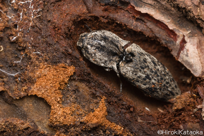 フタモンウバタマコメツキ – 京都九条山自然観察日記