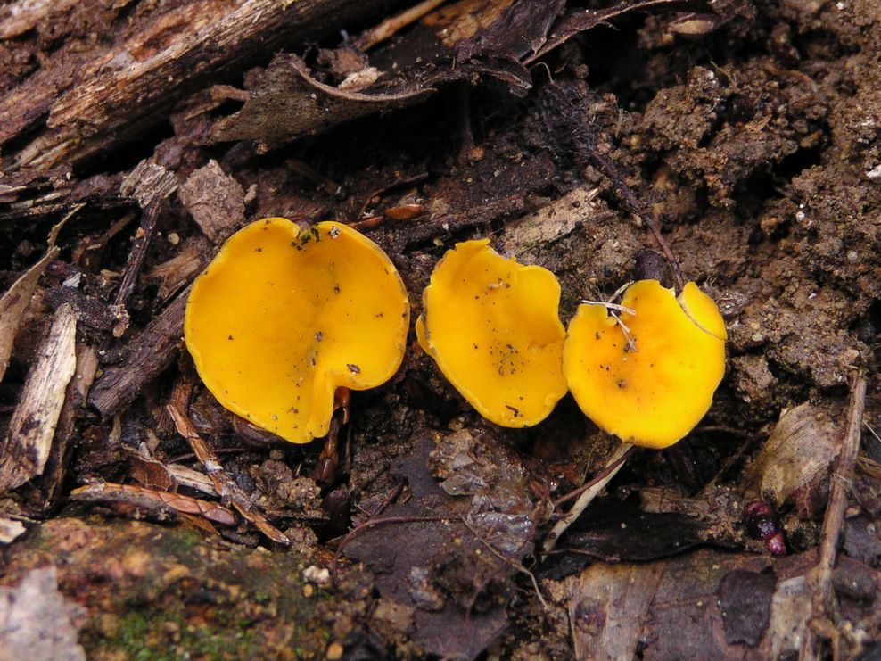 クロチャワンタケPseudoplectania nigrella- Picture Mushroom