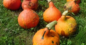 パプリカのプランター栽培 初心者でもわかる手順や育て方農家web