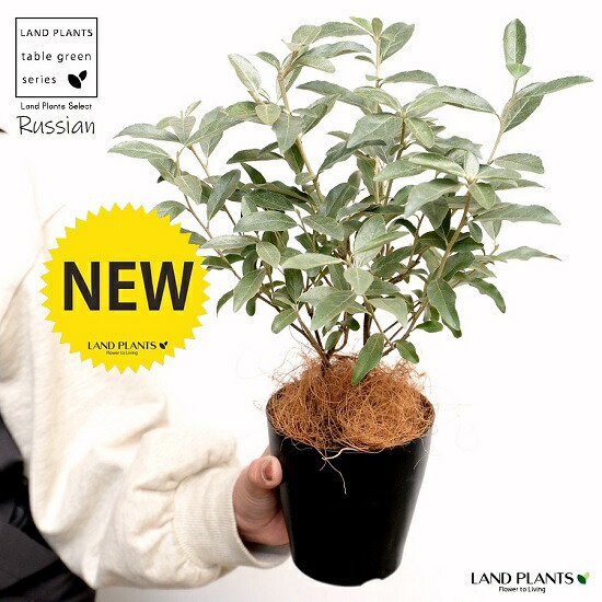 08直前!!! ロングロシアンオリーブ 80cm程度生花- 花材通販はなどんやアソシエ