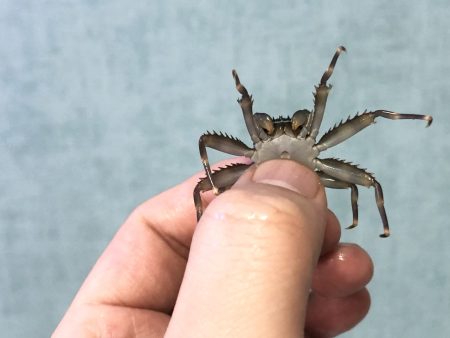 浜名湖イシガニ カニは泡吹くブークブク l 南浜名湖あそび隊