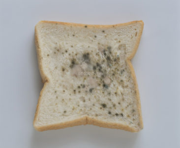 図解 カビとは？基礎知識から発生原因・対策方法まとめ