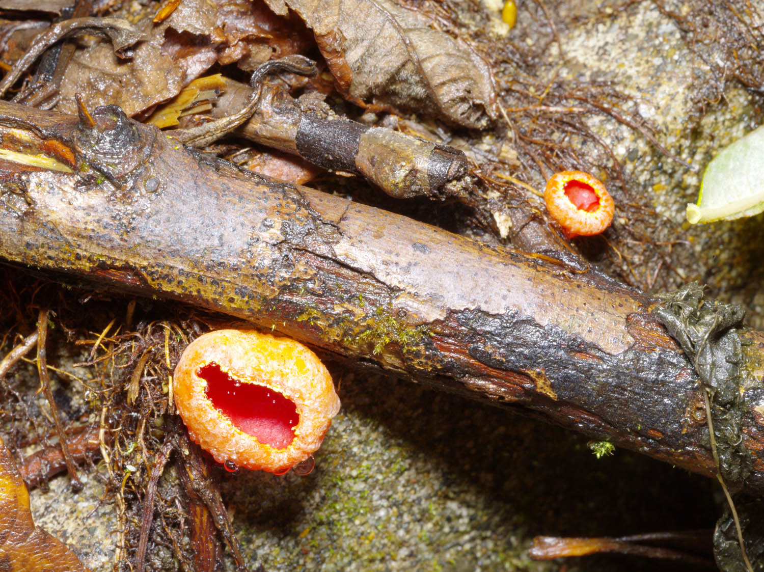 □Aleuria rhenanaキンチャワンタケ