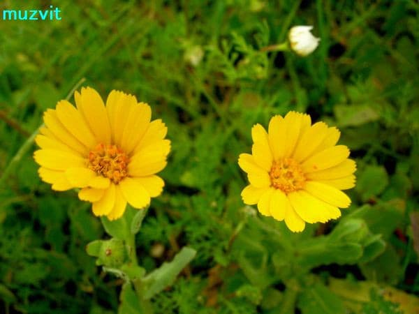 カレンデュラの植物学と栽培 – 日本メディカルハーブ協会