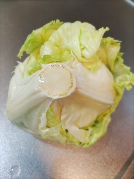 レタス 鮮度を長持ちさせる保存方法のコツは?カゴメ株式会社