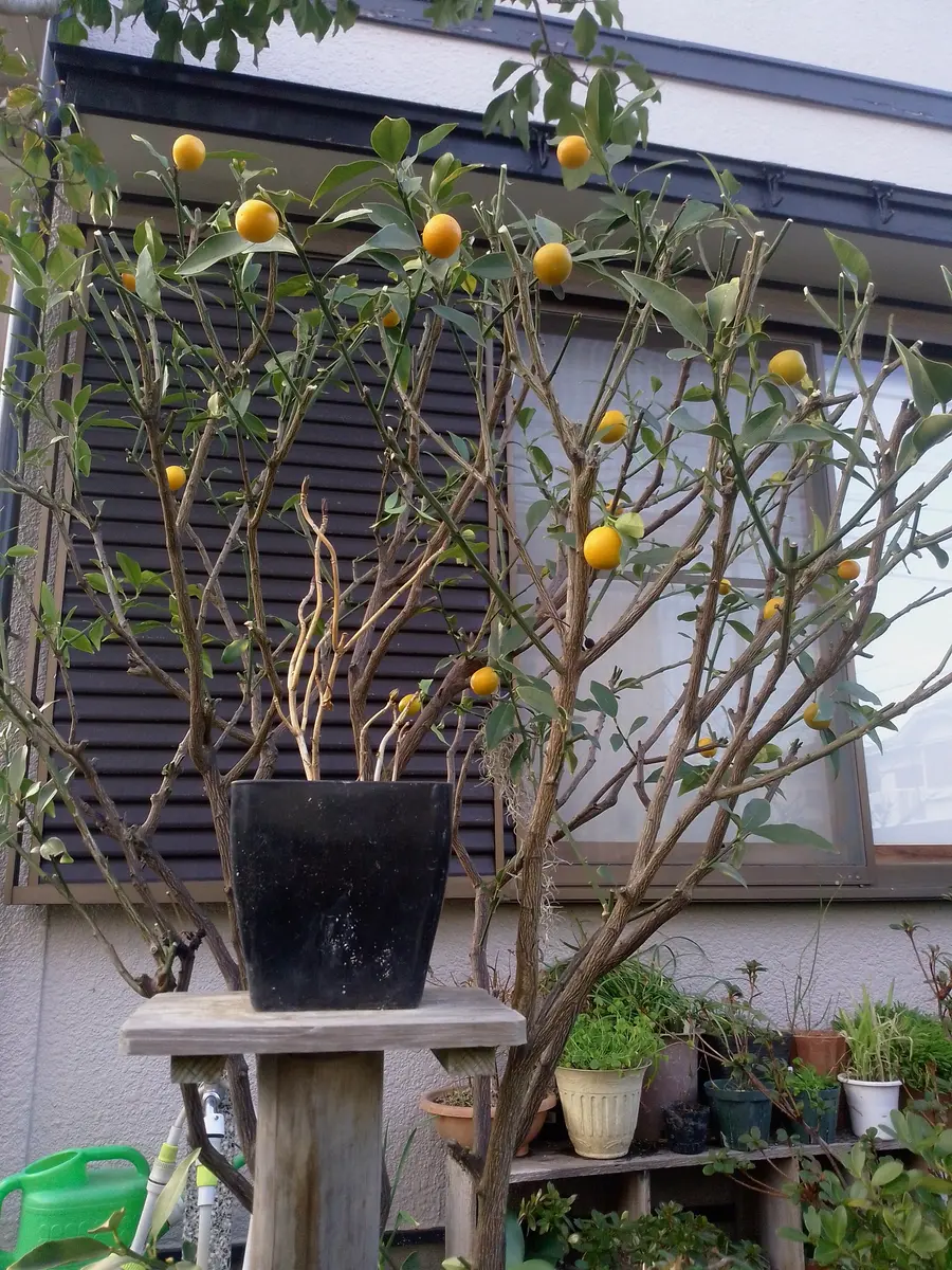 金柑の剪定はどこを切る?適した時期やほうき仕立てなど図解付き解説🍀GreenSnap グリーンスナップ