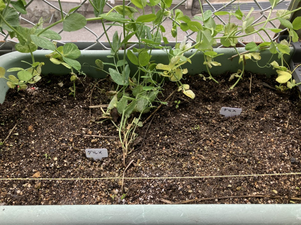 スナップエンドウの春まき栽培農家web