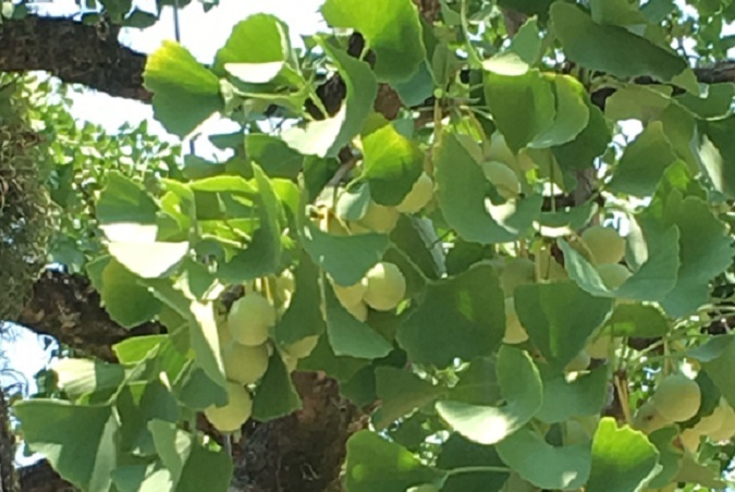 乾いてカチカチな銀杏救済美味しく食べれる by pニナクックパッド簡単おいしいみんなのレシピが392万品