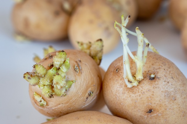 ジャガイモから芽が出て“ぶよぶよ”してます、食べても大丈夫でしょうか？ あやしい野菜Q&A- All About ニュース