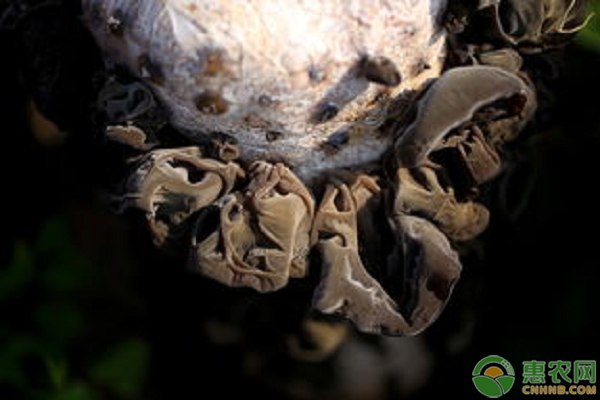 周南「山陽観光」がコンテナでキクラゲ栽培 プリプリ食感の生キクラゲ販売も - 周南経済新聞