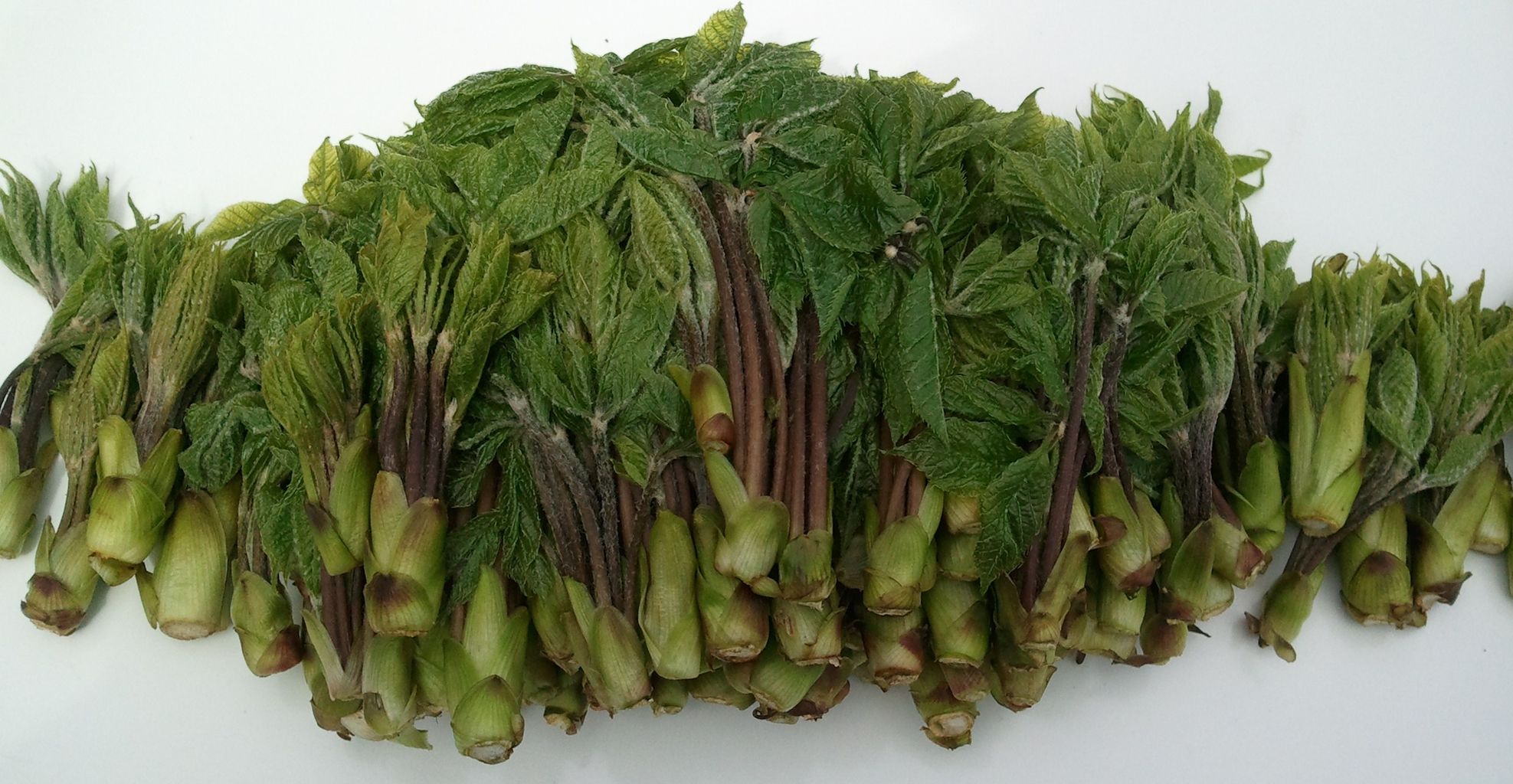 山菜取りの時期がやって来ました。 – 魚沼産こしひかり販売 白羽毛どりーむふぁーむ