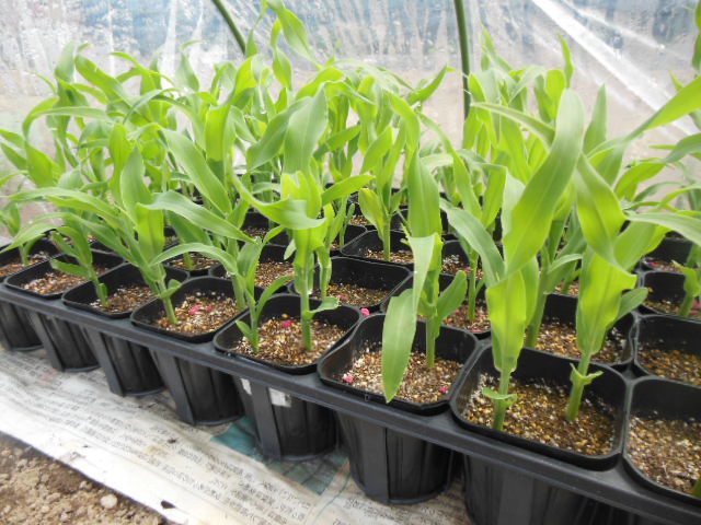 播種ポット+露地トウモロコシ あまいバンダムDX 種2016夏 再々播種- 家庭菜園ティスト家庭菜園ティスト