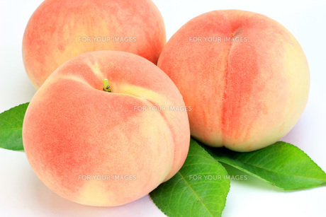 桃 もも 13フリー素材ドットコム