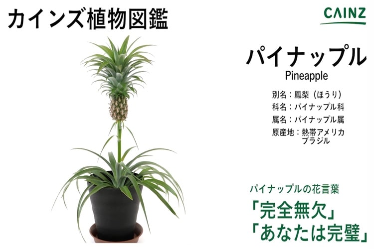 パイナップルリリーの育て方・お手入れ方法花のプロである生産者が教えます。 WFS