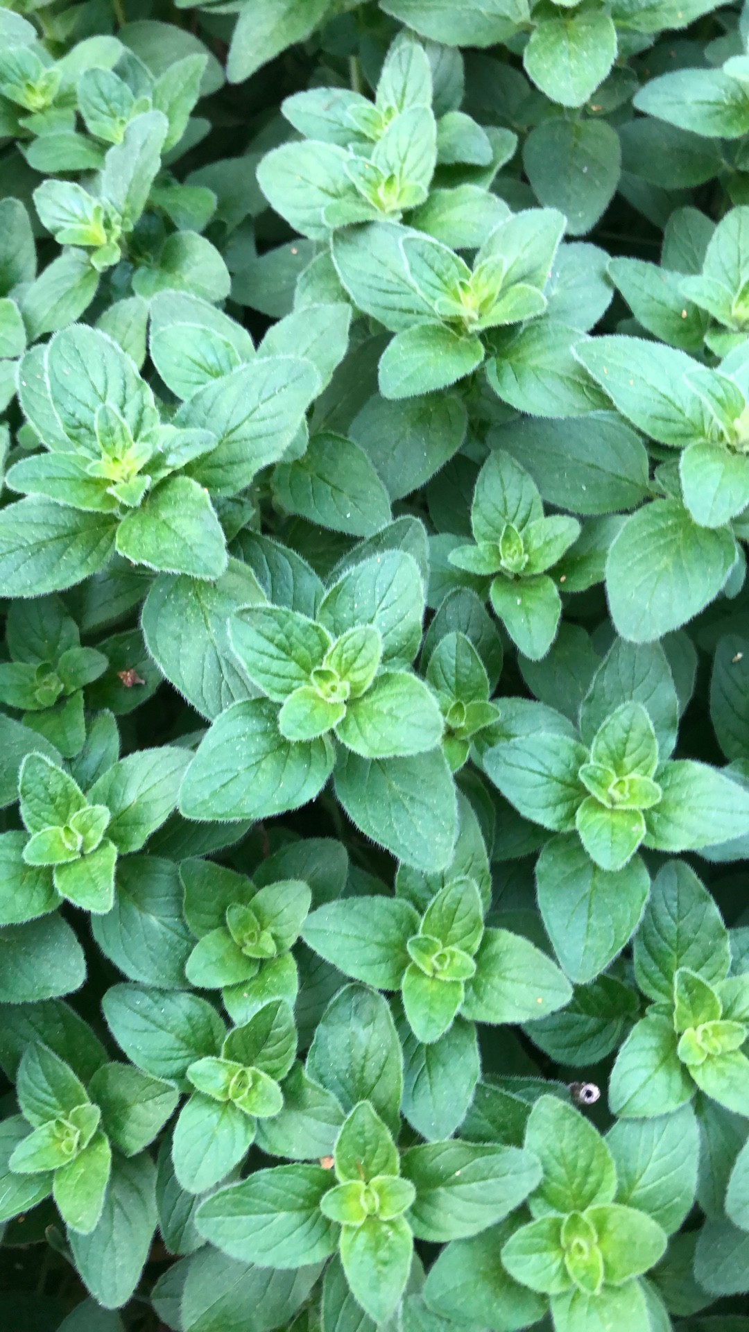 スイートマジョラム オレガノ の特徴と育て方苗木部の部室 〜苗木、育てよう〜 By 花ひろばオンライン