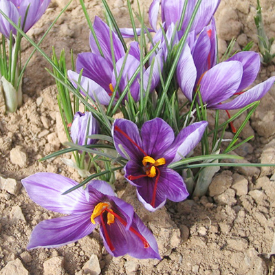 サフランの花が咲きました。 - バッグ、財布、革製品のオーダーメイドHEDGE ヘッジ 尼崎・神戸芦屋店革工房おおがき