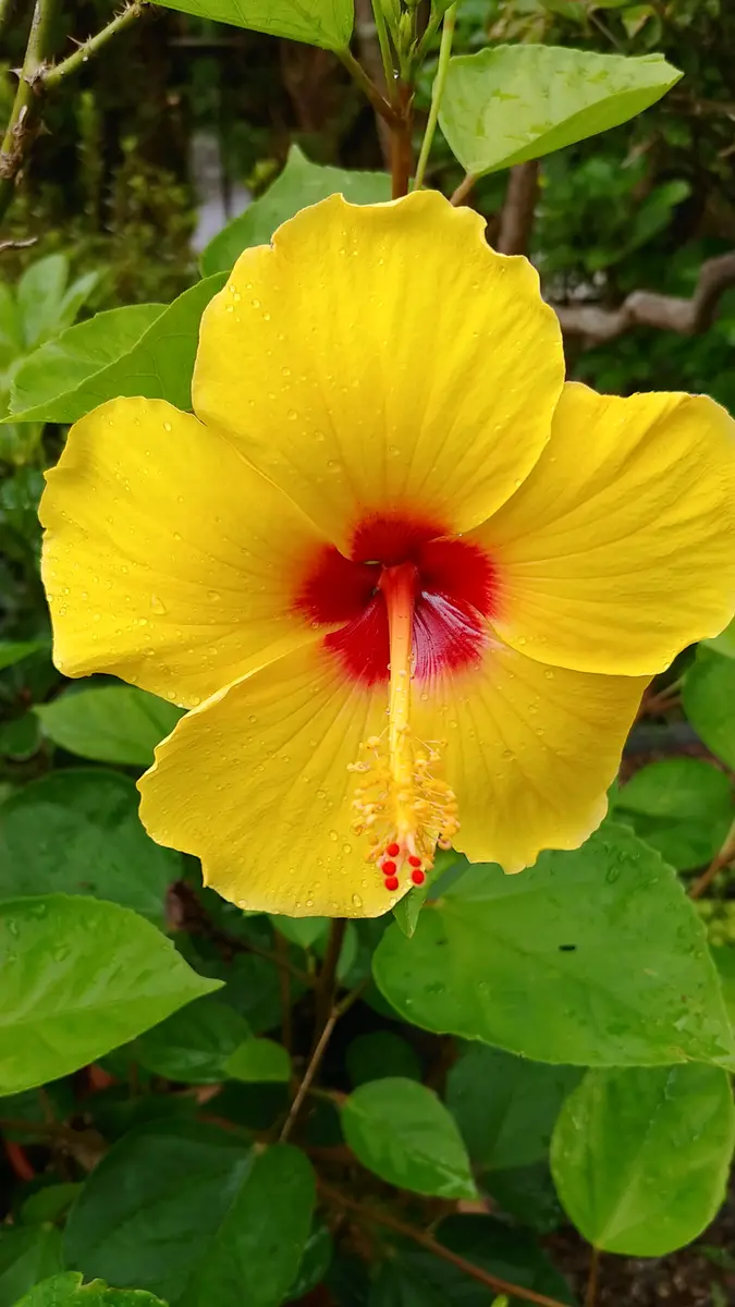 Hibiscus × rosa-sinensis