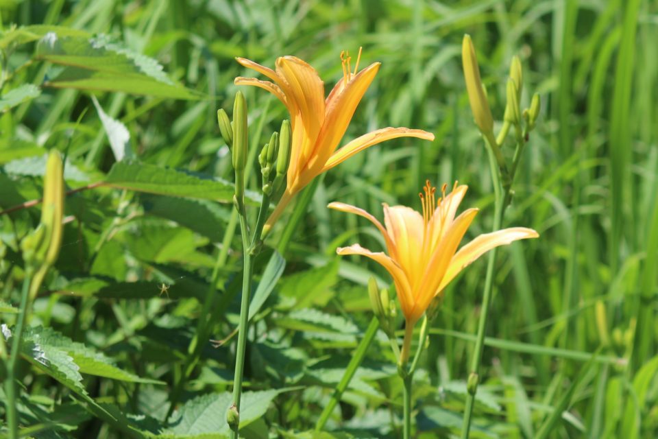 蒸し暑い季節です。 田んぼのあぜ道はヤブカンゾウの小道です。 夏に咲く花は、オレンジ色が目立ちますね。他には、オニユリ、コオニユリ、ヒオウギ、ヒオウギスイセン モントブレチア 、キツネノカミソリなどいろいろあります。ビワの実もオレンジ色ですね。 この夏