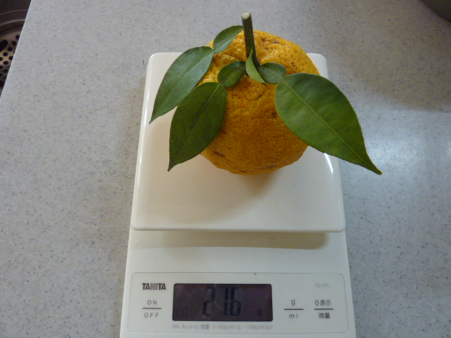 香り際立つ黄色い果実「大島産柚子」公式 気仙沼の観光情報サイト気仙沼さ来てけらいん