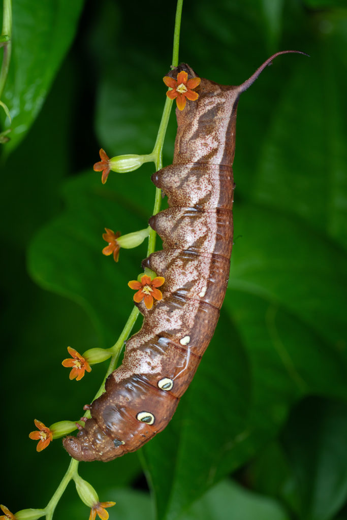 コスズメの観察日記1
