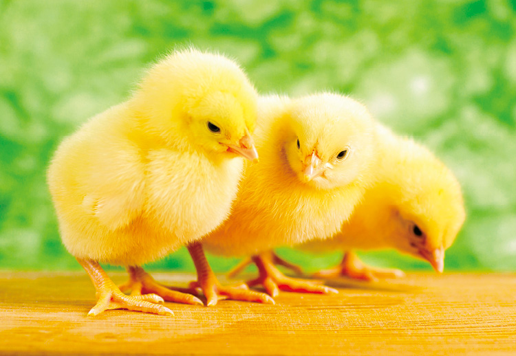 鶏すきやき」普及へ 実は牛よりも歴史あり、甘辛の黄金比で - 産経ニュース