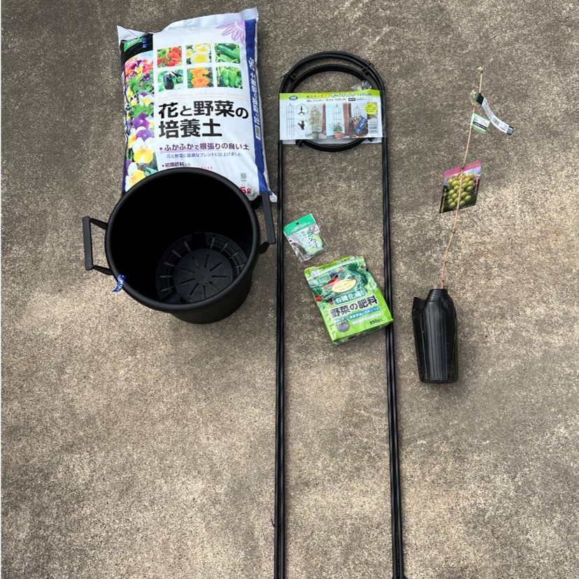 シャインマスカットの剪定始まりました株式会社PlayestJAPAN プレイストジャパン山梨県山梨市