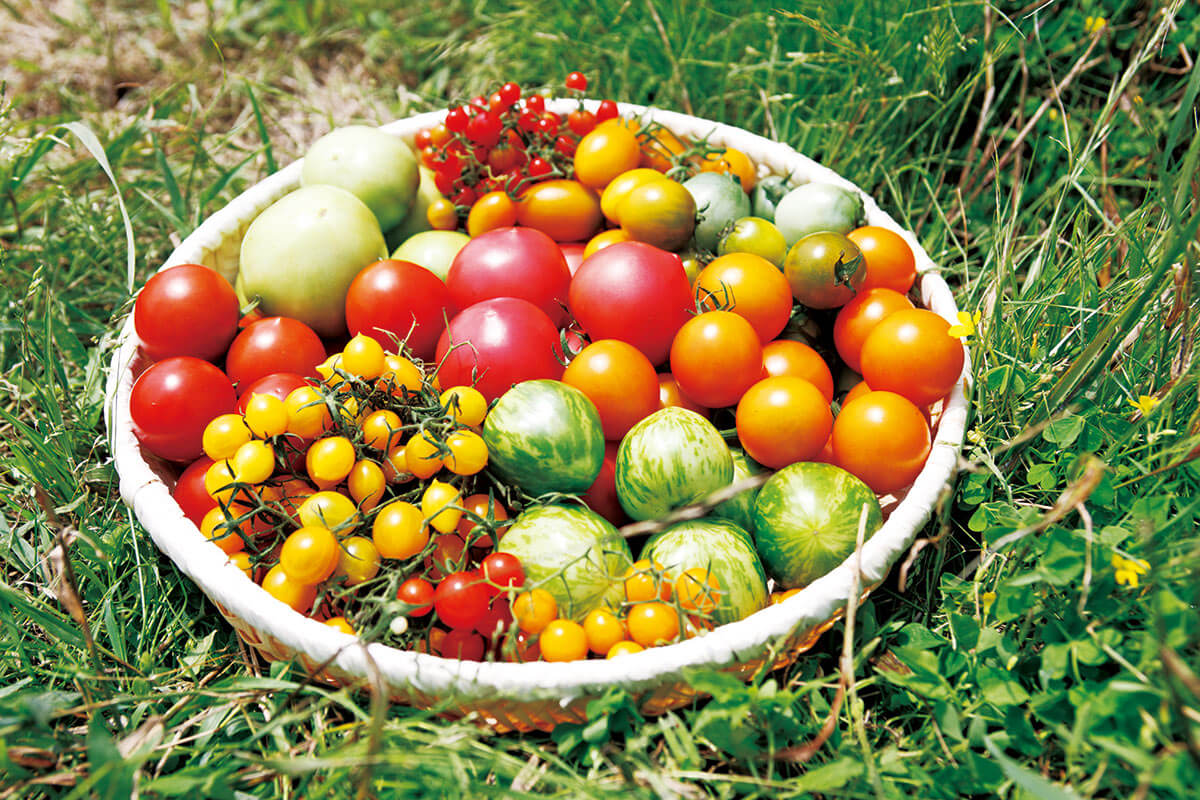 夏の勢い、そのまま食卓へ！夏野菜の人気レシピ57選キナリノ