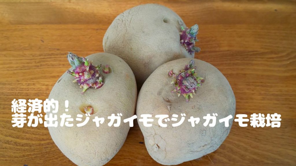 じゃがいもの芽には毒がある!正しい処理の方法を知って食中毒を防ごうみんなでつくる!暮らしのマネーメディア みんなのマネ活