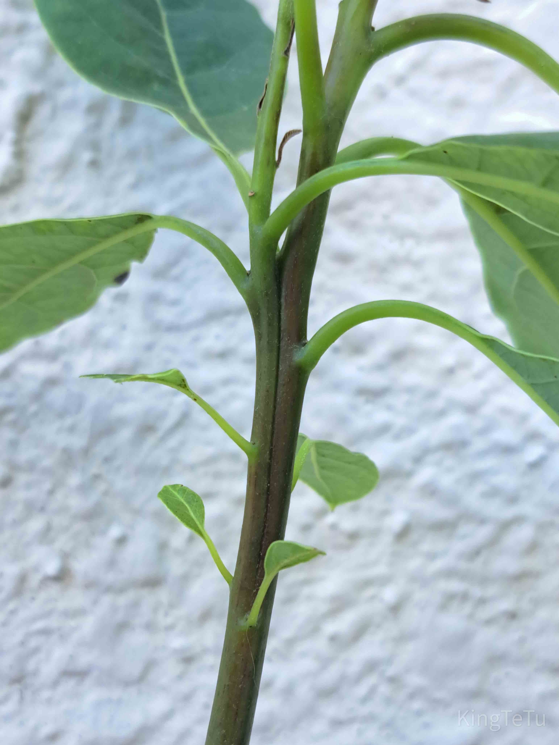 2.アボカド成長中そだレポ 栽培レポート byマンションベランダみんなの趣味の園芸