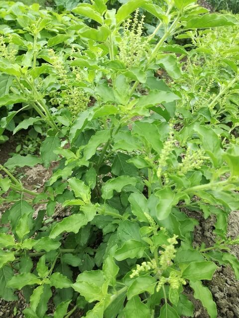 バジルの代用品 6選 代わりになるのはコレ！パセリ・大葉などおすすめ代替品を紹介代用品お探しサイト 困った時に役立つ カワルン