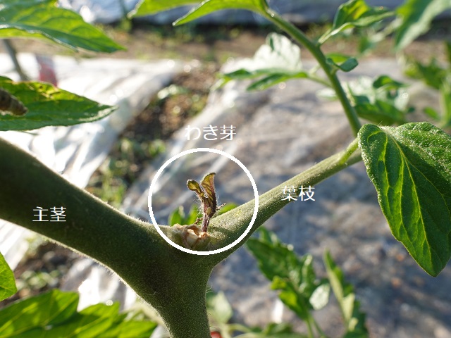 トマトの脇芽が発根しない！原因と対策について考えましたカジトラ