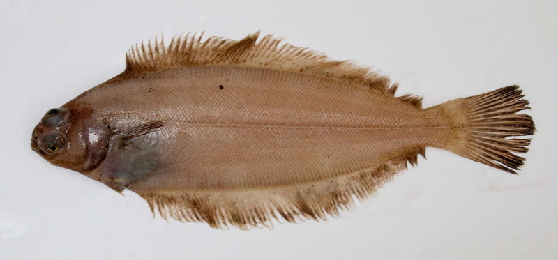 カレイ・ヒラメの画像素材 21,722点以上の高品質な写真・イラスト素材- PIXTA ピクスタ