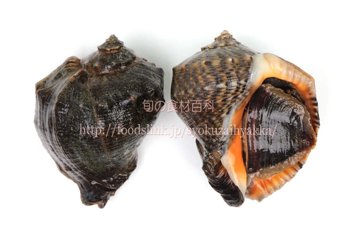 赤西貝北陸の魚介自然人ネット