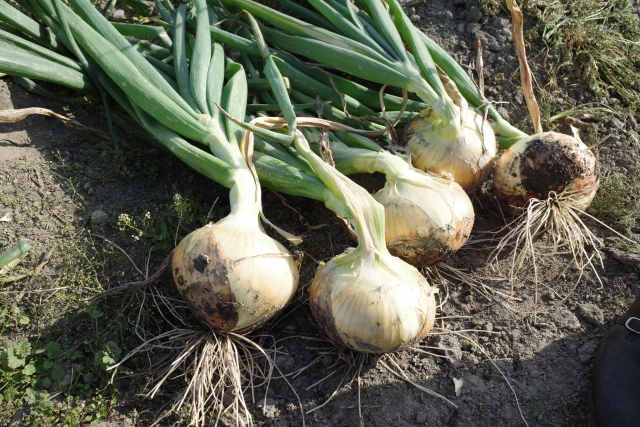 楽天市場送料無料 ホームたまねぎ 種球根 ネット詰め野菜球根 充填時100g 1袋 ホームタマネギ種 ホームタマネギ球根 ホーム玉ねぎ球根 ホーム 玉ねぎ種 家庭菜園 初心者 簡単 苗 裸球 株 家庭菜園 プランター 鉢植え ベランダ菜園 玉葱 送料無料 即納 : 植物販売の